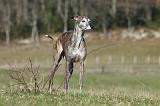 GALGO 002